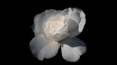 Красивая белая роза на черном фоне в формате JPG