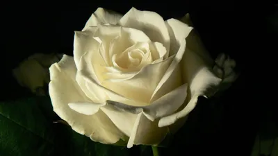 Белая роза в формате PNG на черном фоне: доступные форматы