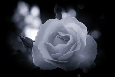 Фото белой розы в формате PNG на черном фоне