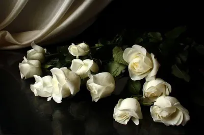 Удивительная картина белой розы на черном фоне