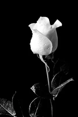 Изумительное изображение белой розы на черном фоне