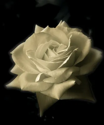Фото белой розы в формате JPG на черном фоне: выберите размер