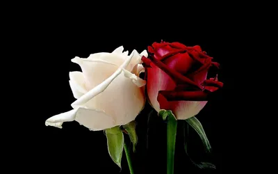 Фантастическая картина белой розы на черном фоне в формате WEBP