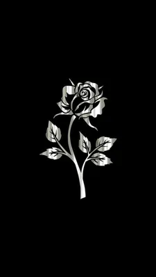 Картинка белой розы на черном фоне в формате WEBP