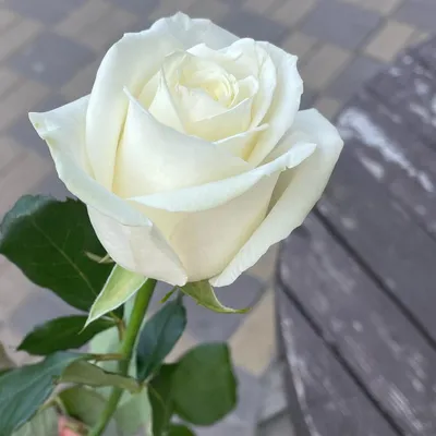 Белая роза  фото