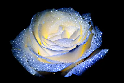 Изящная белая роза на фотографии с высоким качеством