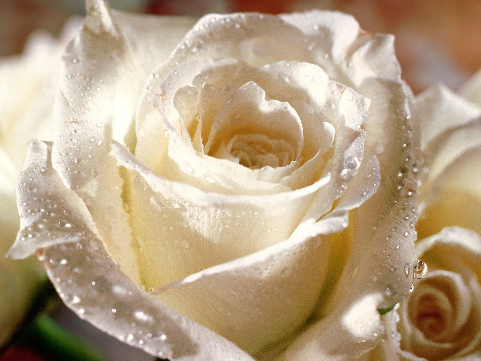 Прекрасные белые розы на белом фоне | Белая роза Фото №123 скачать