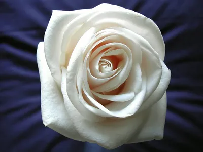 Нежность белой розы на фото с резкими деталями