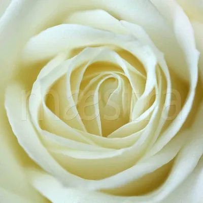 Фотография белой розы в реалистичном стиле
