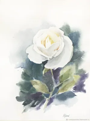 Белая роза на фото с нежными тенями для создания атмосферности