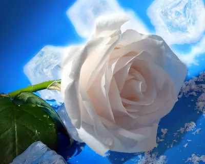 Фото белой розы в светлых тонах для вашего проекта.