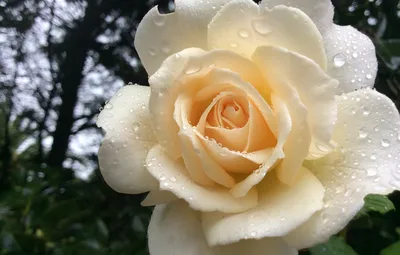 Фото белой розы для создания цветочных композиций
