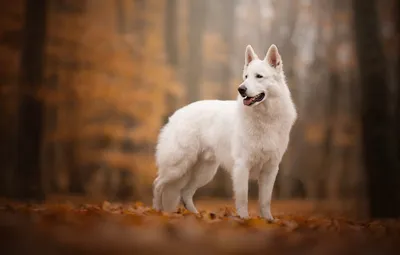 Картинки белой швейцарской овчарки для любителей собак