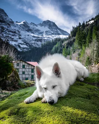 Белая швейцарская овчарка: фото в высоком разрешении для печати на постере