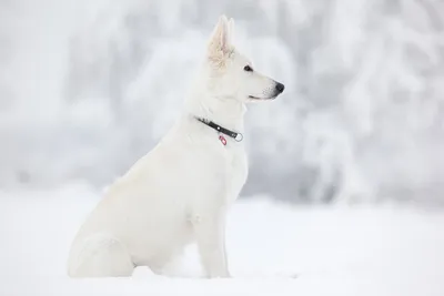 Красивые фотографии собаки белой швейцарской овчарки