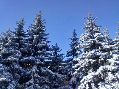 Искусство зимней природы: Фотографии Белгорода