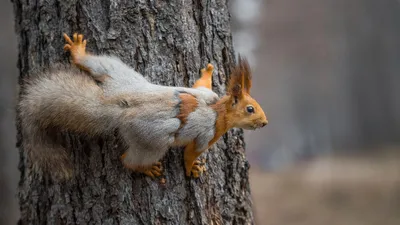 Картинка белки на дереве