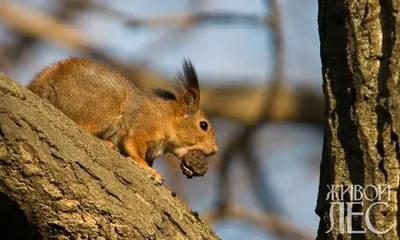 4K фото с белкой в лесу: бесплатно