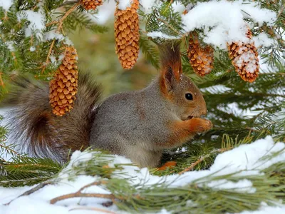 Впечатляющие фото белки в окружении деревьев