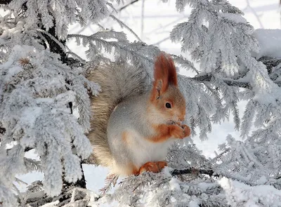 Изысканные снимки белок зимой