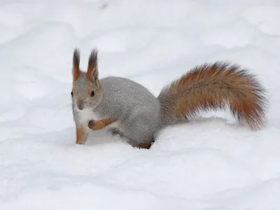 Белка зимой фотографии