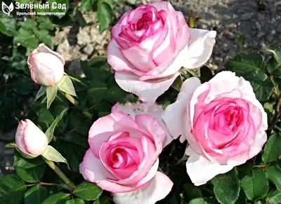 Уникальное изображение Белла вита розы в формате png