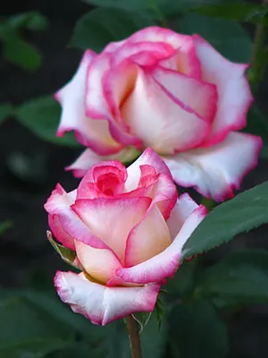 Фотография Белла вита розы: красота и элегантность в каждом кадре