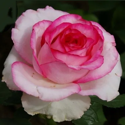 Фотка розы Белла вита: полное погружение в красоту природы