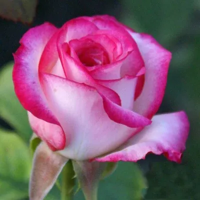 Удивительное фото Белла вита розы: сохраните в любом удобном формате