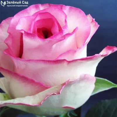 Картинка Белла вита розы: воплотите свои идеи вместе с этой розой