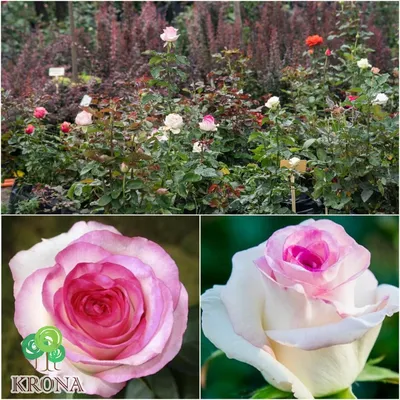 Фото Белла вита розы: выбирайте размеры и форматы по вашему желанию