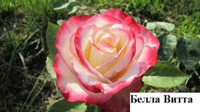 Фотография розы Белла вита: исполните ваше видение с этим изображением