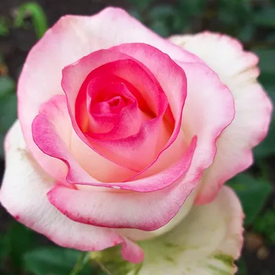 Фотка Белла вита розы: запечатлите элегантность и красоту ваших идей