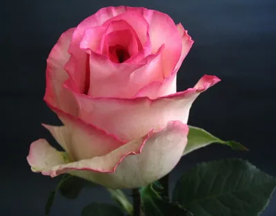 Уникальное фото Белла вита розы: выбор формата и размера по вашему усмотрению