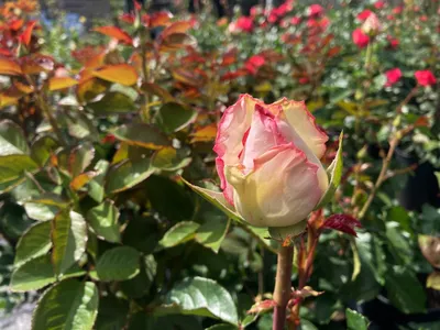 Фото розы Белла вита: погрузитесь в мир естественной красоты