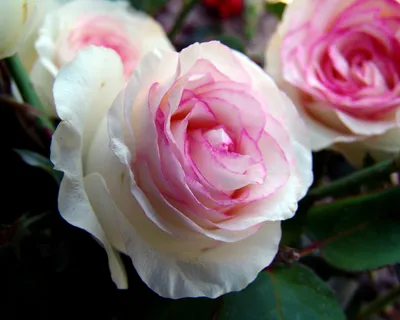 Белла вита роза на фото: выбирайте оптимальные настройки для скачивания