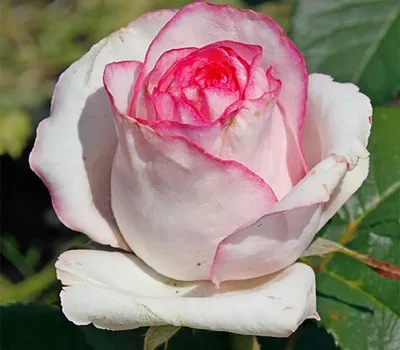 Изображение Белла вита розы: идеальное сочетание стиля и качества