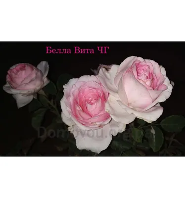 Удивительное фото Белла вита розы: сохраните в формате, предпочтительном для вас