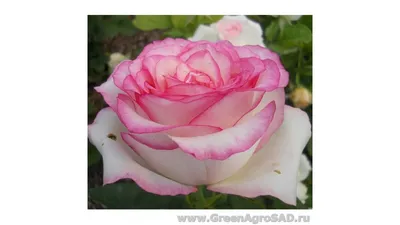 Исключительная фотография розы Белла вита: выражайте свои эмоции