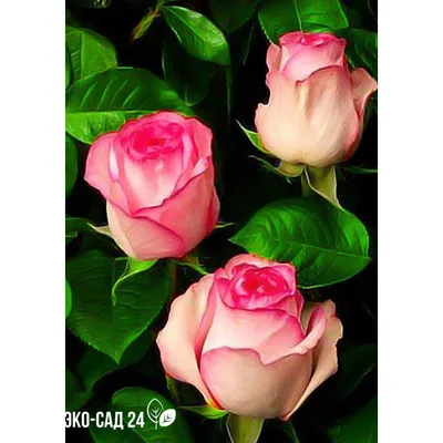 Фотография Белла вита розы: передайте красоту этого цветка в своих работах