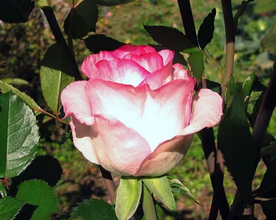 Фотка Белла вита розы: запечатлейте естественную гармонию природы