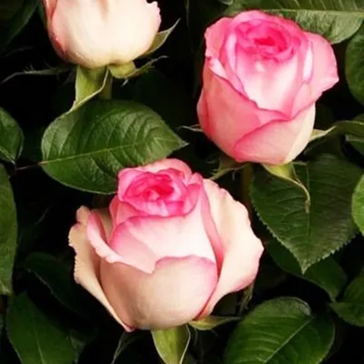 Уникальное фото Белла вита розы: выберите настройки скачивания по вашему желанию
