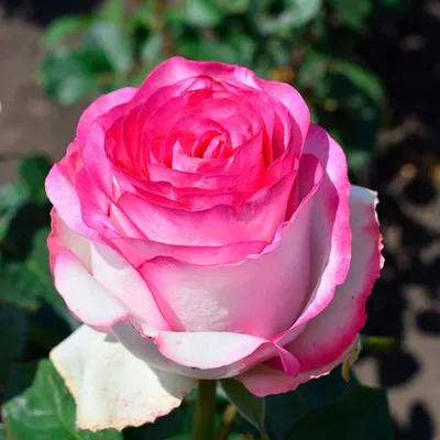Исключительное фото Белла вита розы: выбирайте из трех доступных форматов