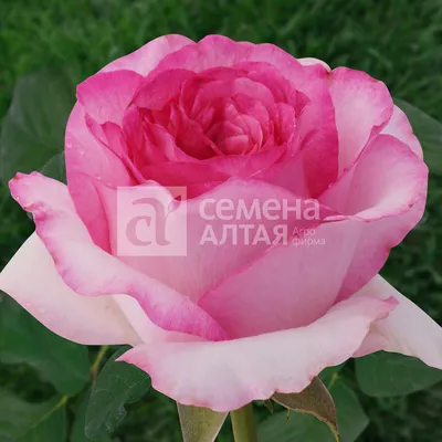 Картинка розы Белла вита: создайте привлекательный дизайн с этим изображением