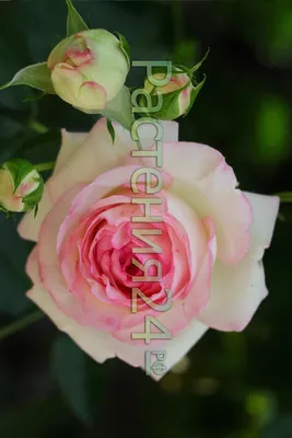 Фото розы Белла вита: окунитесь в мир цветов и эстетики