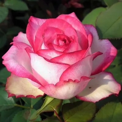 Белла вита роза на фото: сохраните изображение в подходящем формате