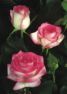 Изображение Белла вита розы: совершенство и красота в каждом пикселе