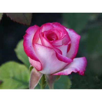 Фотография Белла вита розы: создайте впечатления с помощью этой картинки