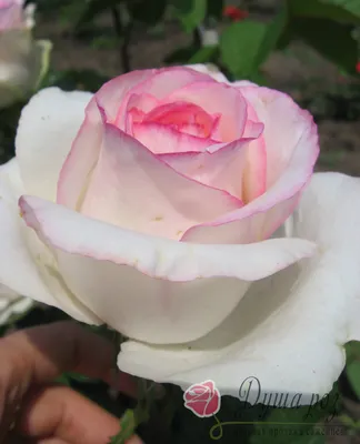 Картинка розы Белла вита: качество и стиль в каждом пикселе