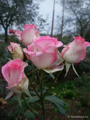 Белла вита роза: великолепная композиция на ваш выбор